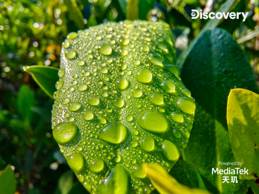 【新闻稿】MediaTek 携手Discovery探索多元生态，天玑影像记录自然之美-1300.png